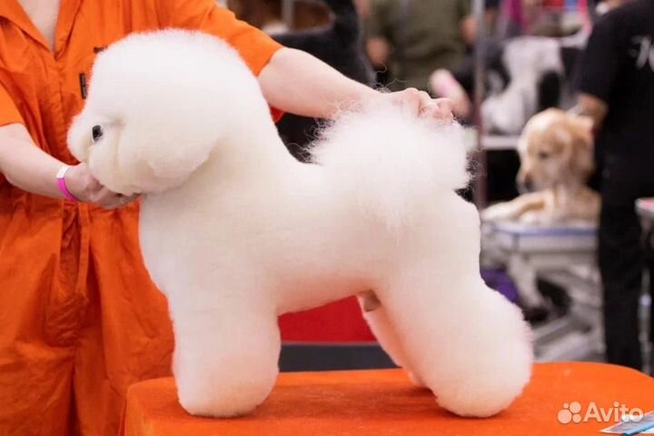 Салон красоты для животных