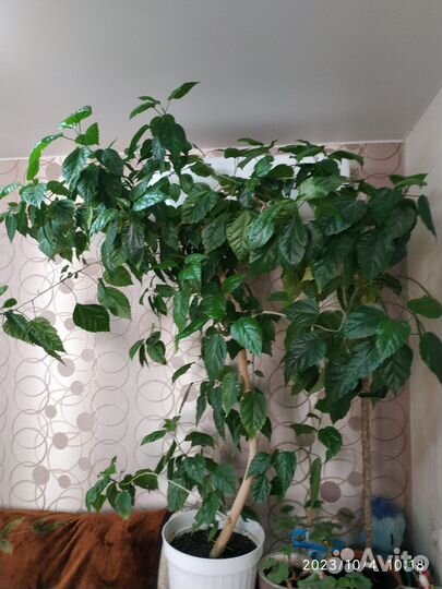 Комнатные цветы Гибискус, китайская роза