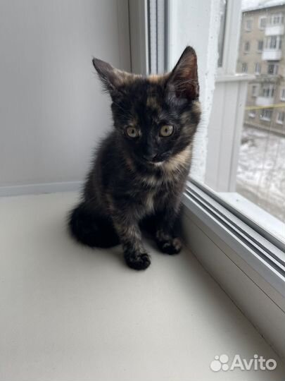 Котенок девочка 2 месяца