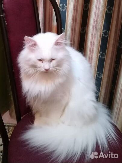 Котик в добрые руки