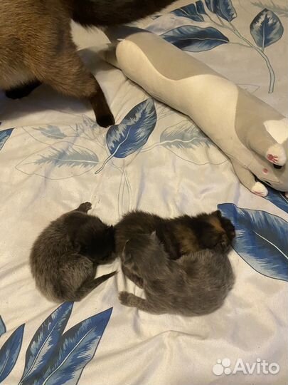 Котята отдам в добрые руки бесплатно