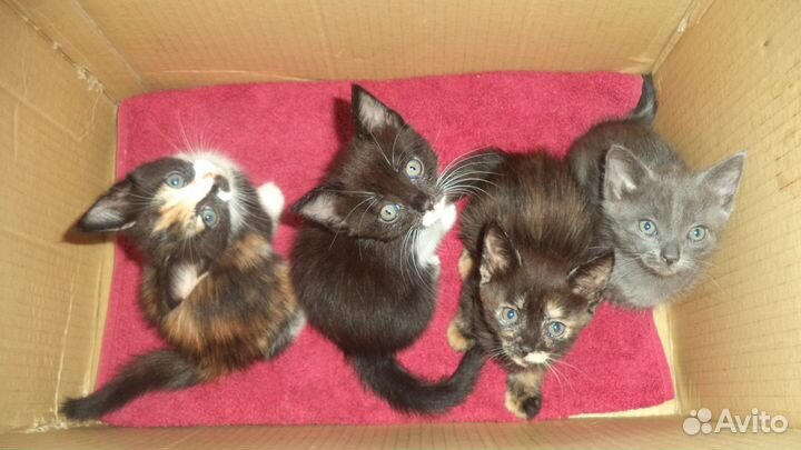 Котята в добрые руки бесплатно