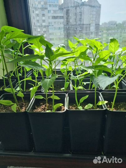 Рассада помидоров и перцев