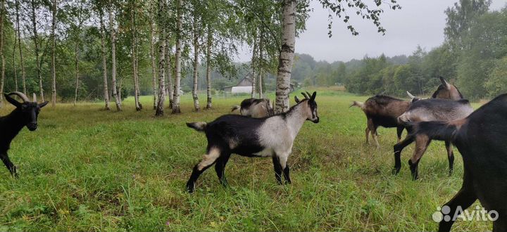 Альпийские козочки