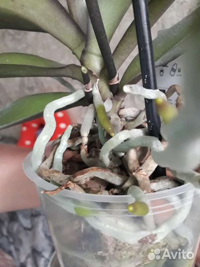 Phalaenopsis Golden River