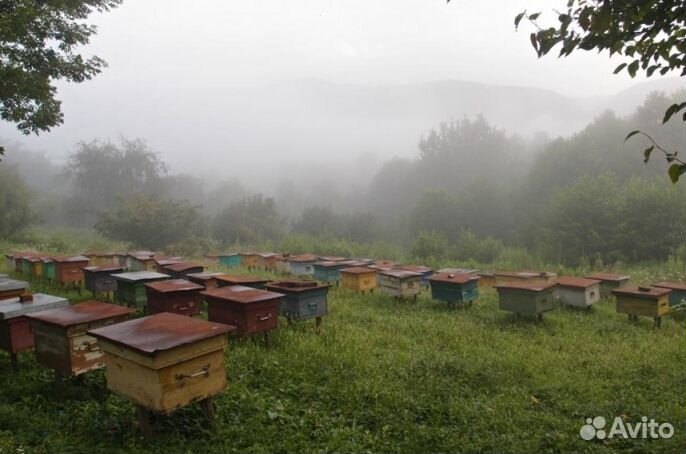 2023 года Мед из Алтая опт