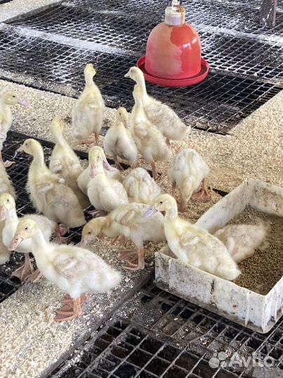 Утята черри велли