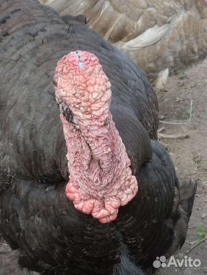 Индюки,домашние