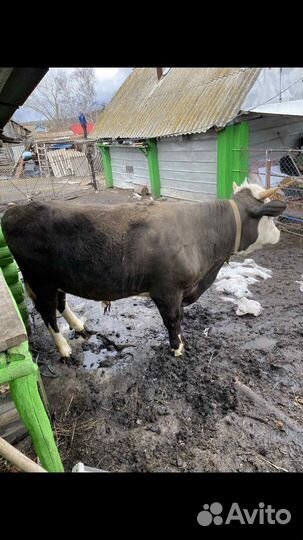 Бык белоголовый герефорд с казахским
