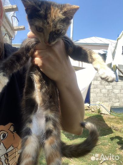 Кошка в дар
