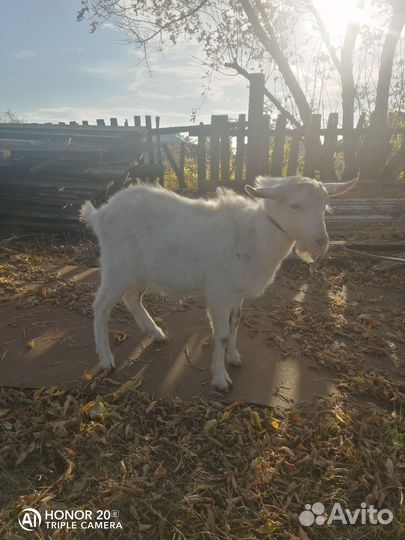 Козел зааненский