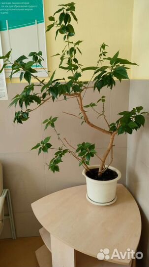 Китайская роза, декабрист