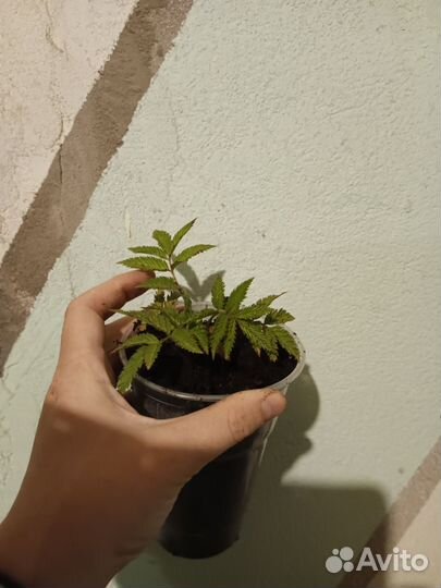 Тибетская малина (розоволистная), Мята вариегатная