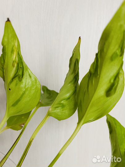 Эпипремнум Aureum Champs El Usees (Елисейские поля