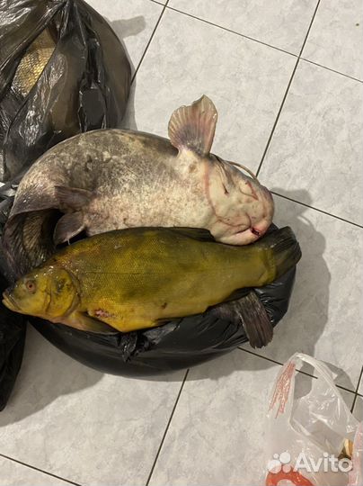 Свежая рыба, филе, фарш щуки