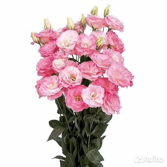 Эустома рассада