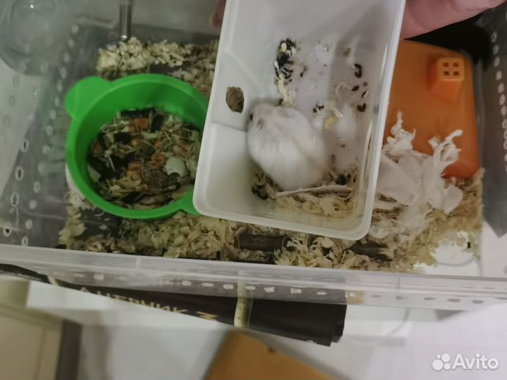 Джунгарский хомяк белый девочка