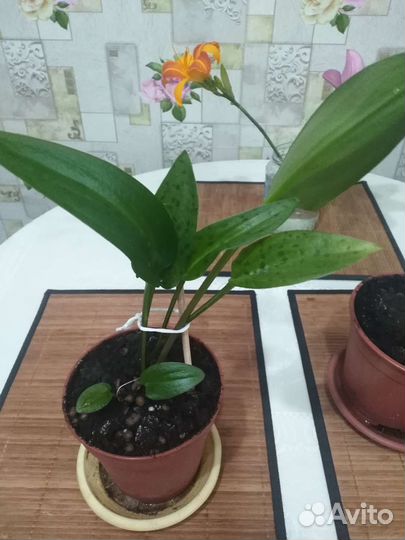 Спатифиллум