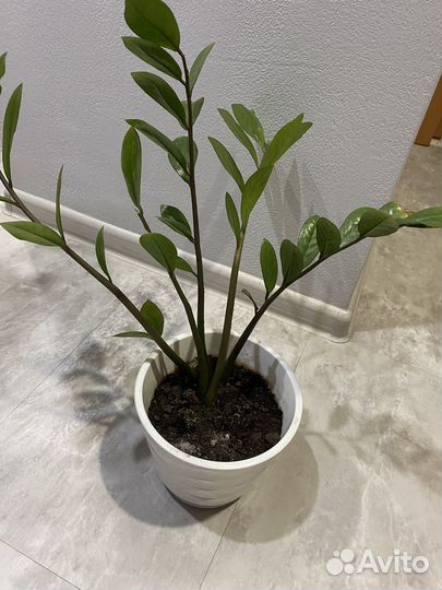 Замиокулькас