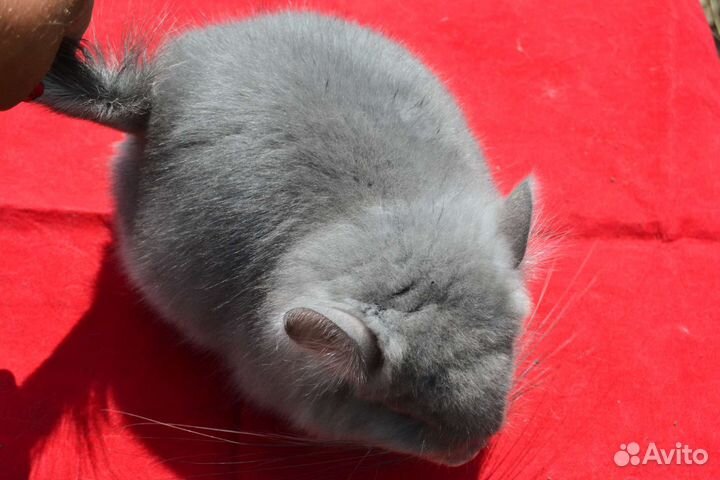 Фиолетовая ангора нс 100