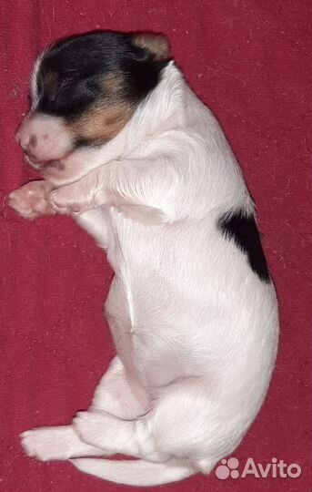 Щенки бивер йорка девочки