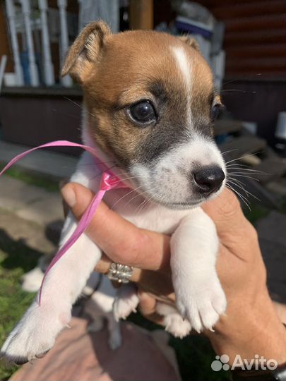 Щенки джек рассел терьер