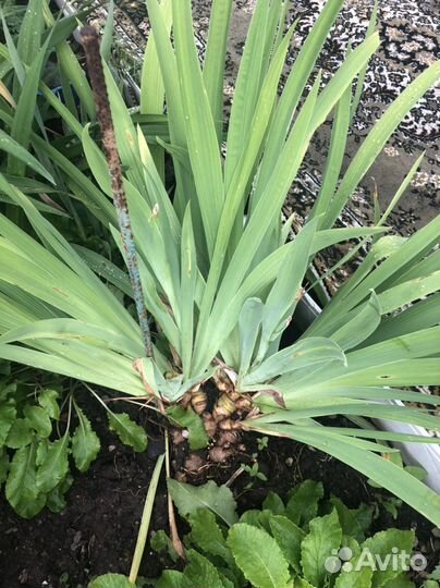 Многолетники для сада цветы