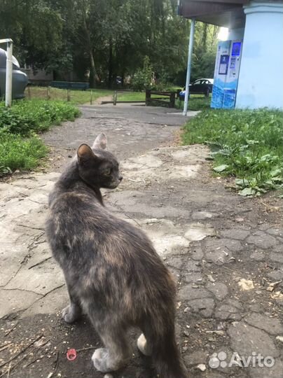 Кошка очень ищет дом