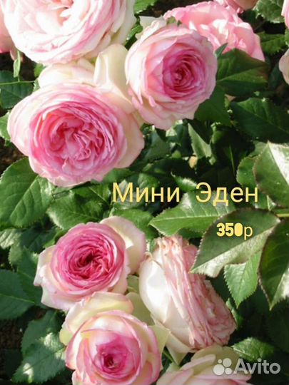 Продаю на месте и почтой саженцы роз - плетистые