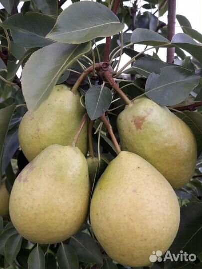 Саженцы яблони,груши,абрикоса,смородины жимолости