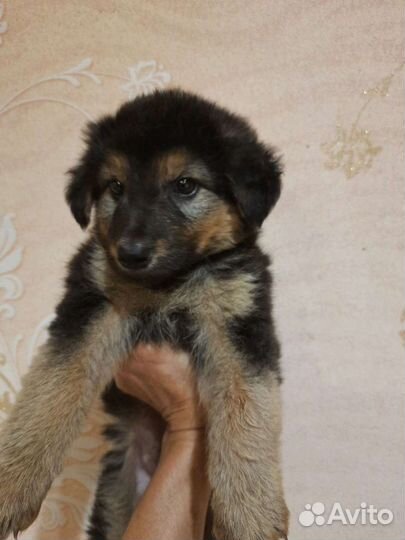 Собака в добрые руки щенок
