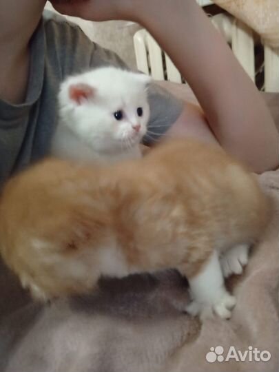 Котики бесплатно