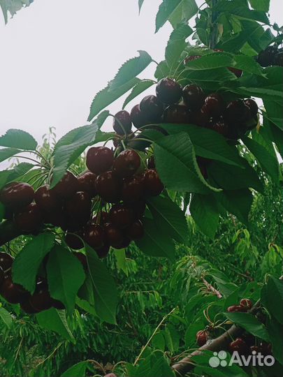 Черешня саженцы, Самба, Стар Эрлиест, Кордия