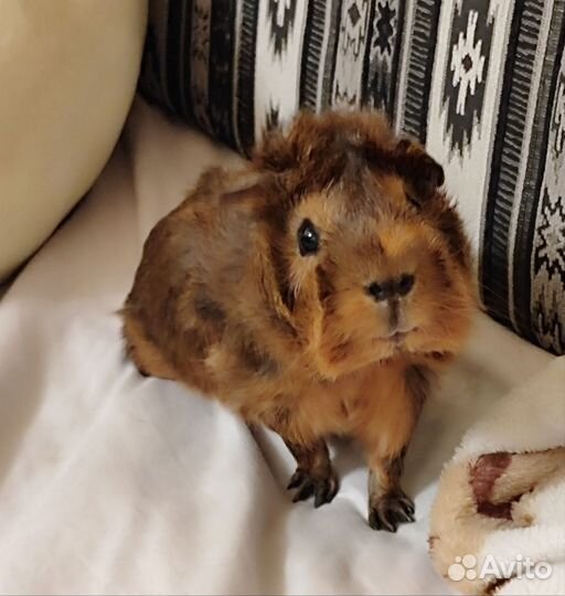 Морская свинка