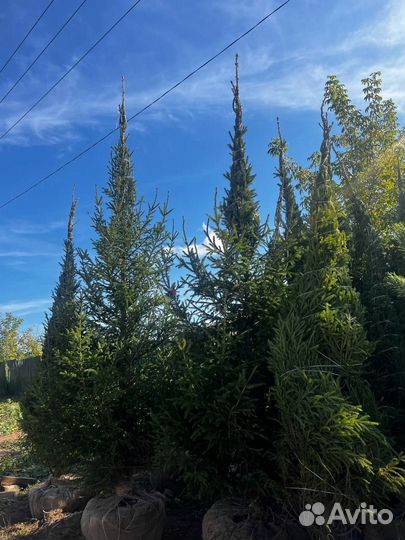 Сосна 2,5 метра