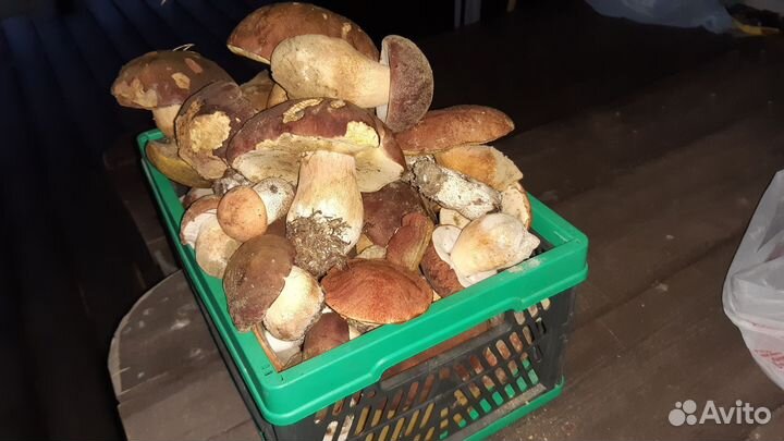 Морошка,черника, белые грибы