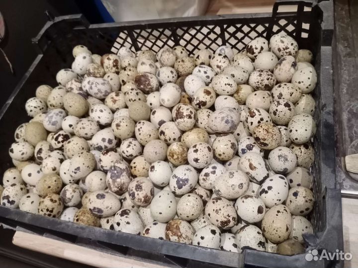 Яйца,мясо перепелиные