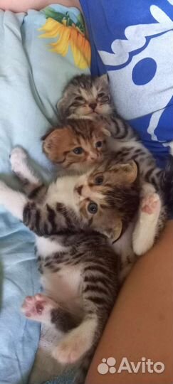 Кошки в добрые руки бесплатно