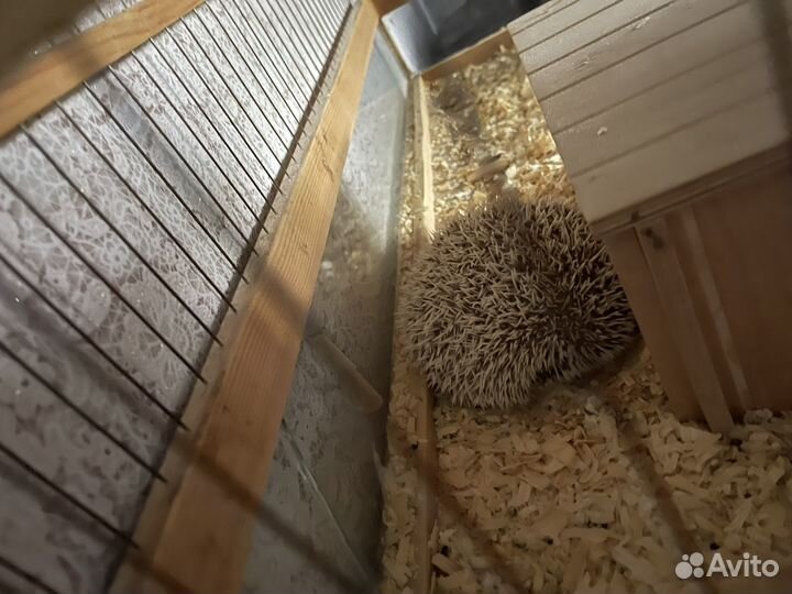 Карликовый африканский ежик