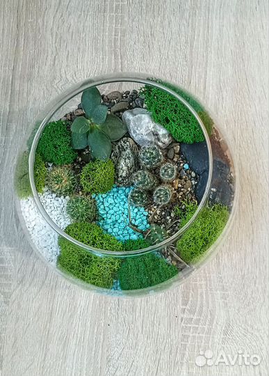 Флорариум с кактусами
