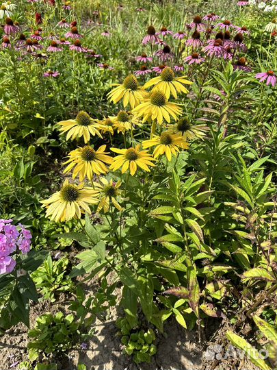 Эхинацея пурпурная и другие цвета