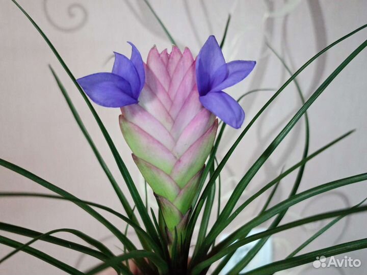 Тилландсия Anita