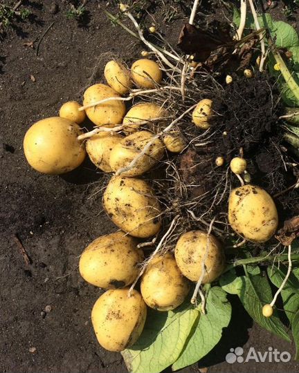 Агроконсалтинг