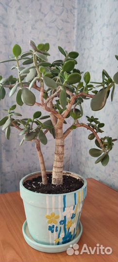 Крассула толстянка - денежное дерево