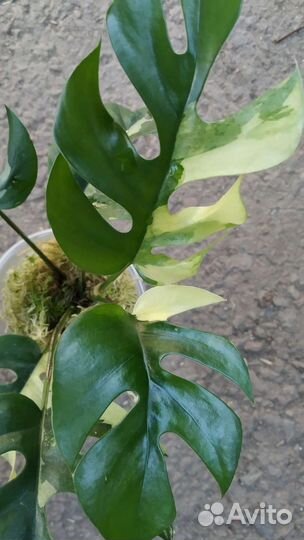 Рафидофоратетраспермавариегатная