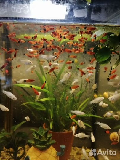 Аквариумные рыбки