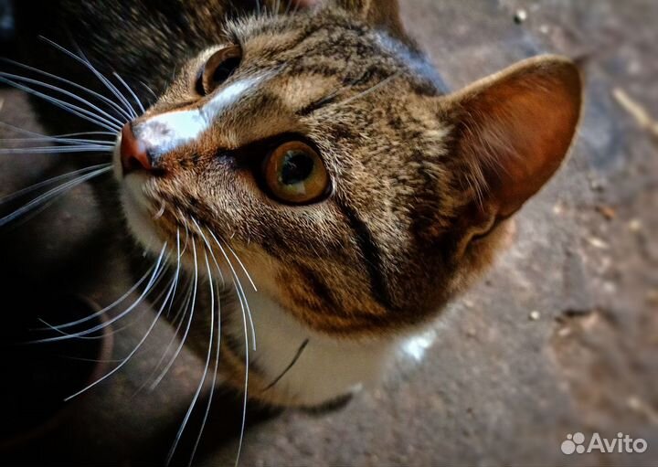 Европейская кошка