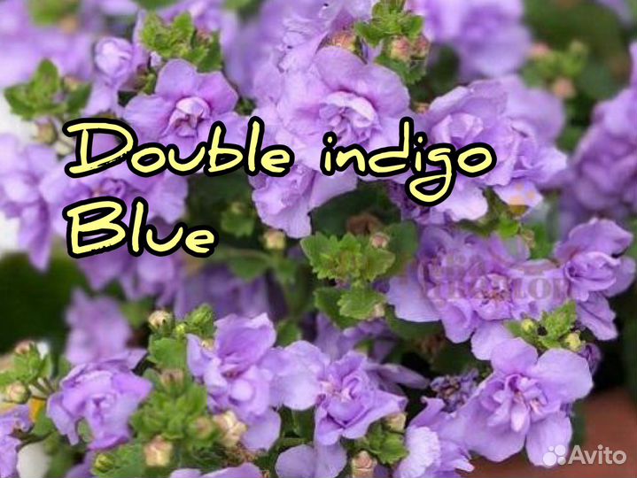 Калибрахоа, бакопа, алиссум