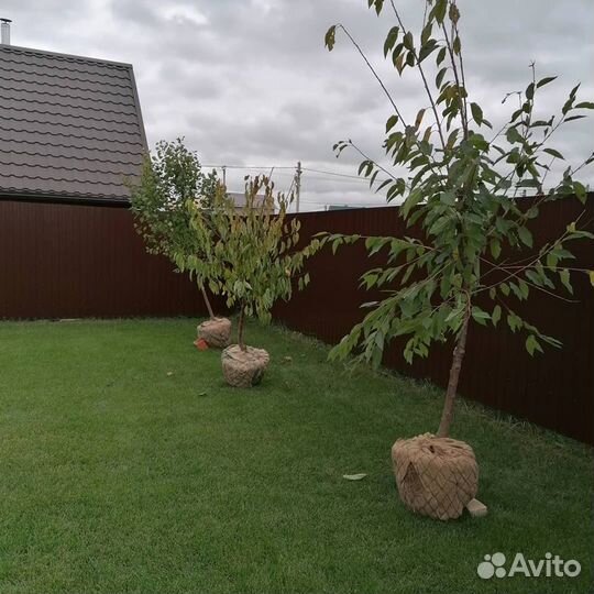Саженцы, плодовые крупномеры 4, 6, 7 лет. Декорати