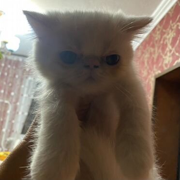 Экзотический короткошёрстный котёнок